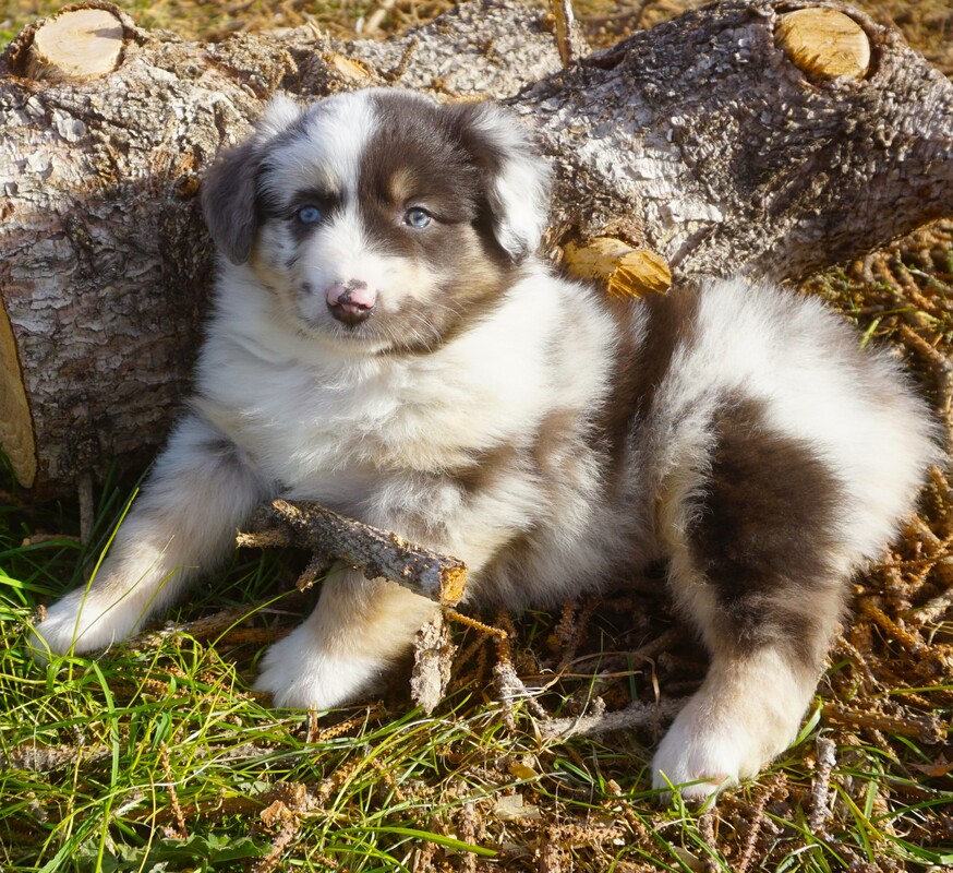 Australian shepherd blue merle 2025 for sale near me