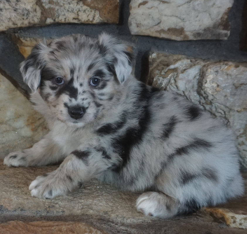 Self blue merle australian shepherd for sale store